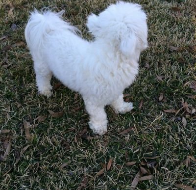 Shiloh_The_Goat's profile picture. I'm the realest nigga out here

      -Shiloh