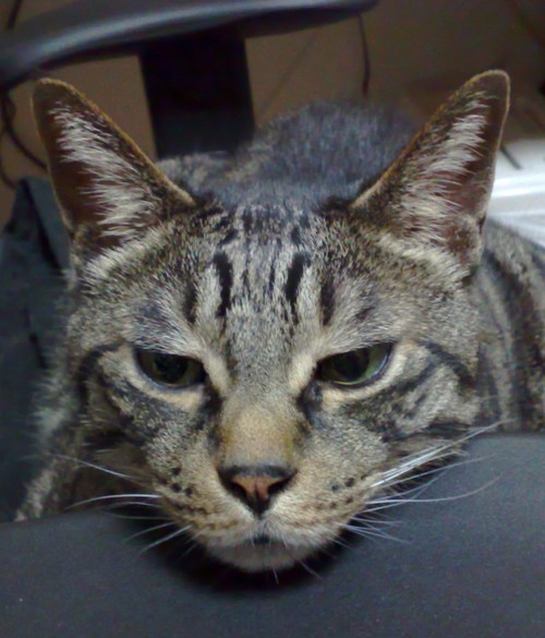 Lunareclipse09's profile picture. みなさんよろしくお願いします。