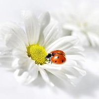 astridvaneck (@astrideck) 's Twitter Profile