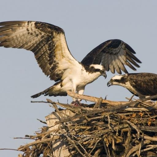 A non-profit organization studying, preserving and protecting wetlands and coastal ecosystems