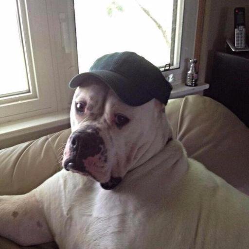 explained7's profile picture. csgo nerd / streamer @SteelSeries