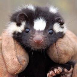 emnix_'s profile picture. "low" level programmer