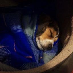 santisanabriab1's profile picture. 