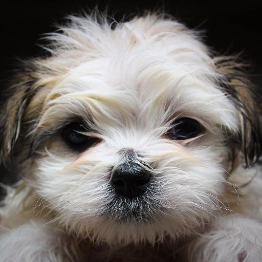 Making people smile, one puppy at a time
