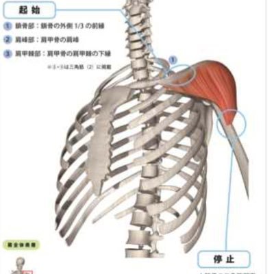 腕を持ち上げる時に働きます。