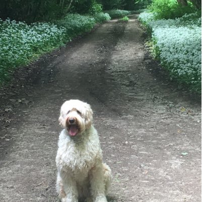 glospaulk's profile picture. 