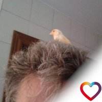 Dan Scasso (@harley66) 's Twitter Profile