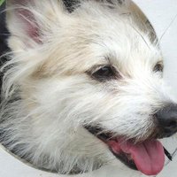 プンタ (@markpunta) 's Twitter Profile