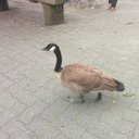 Goose (@030xT_T) Twitter