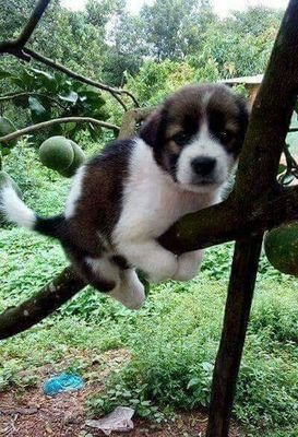 BigCmu's profile picture. 