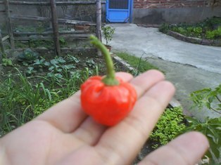 ogatawaiting's profile picture. w-inds. crew / Bling J.H/ I.C in TAIWAN