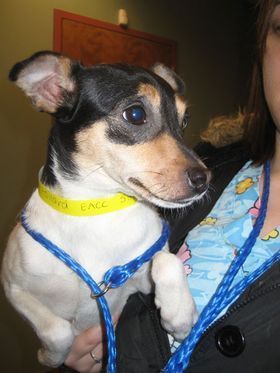 ARFhouseChicago's profile picture. ARFhouse Chicago (Animal Refuge Foundation) is a no-kill animal shelter located in Chicago. We are a 100% volunteer run organization.