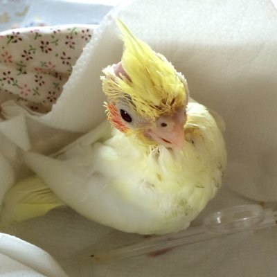 オカメインコの「りっぴー」の成長記録アカウントです！2016年3月上旬に生まれて4月14日にお迎えしました((ε(｡･ө･｡)з))2024年3月1日に空組に進級しました。#オカメインコ #インコ #りっぴー