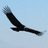 pato_pinto's profile image