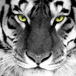 Ik ben een streamer op twitch. ik speel Gta, Fifa, Cod en nog veel meer. Mijn twitch is: Erentiger10.
VOLG MIJ