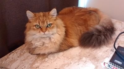 Colorgames091's profile picture. 