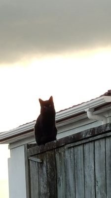 panache_nz's profile picture. Inaugural Curator Contemporary Voices and Archives, Alexander Turnbull Library