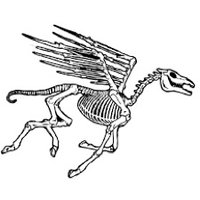 Scapula (@mlp_scapula) 's Twitter Profile