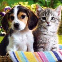 Time 4 Pets Bromley (@time_4_pets) 's Twitter Profile