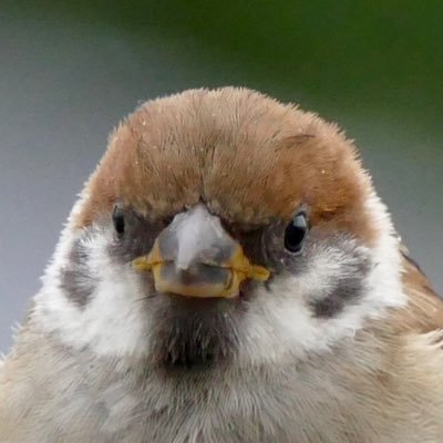 スズメの写真を撮ってる人です! 毎朝スズメの写真を全力投稿しているので早起きして遊びに来てくださいね。僕も製作に協力した本出ました→https://t.co/ZOjhrIZ205 色々媒体で写真使用していただいてます。 その他ご質問等はDMまで。。