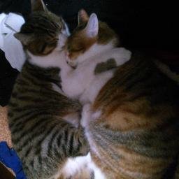 ninecatsholder's profile picture. 猫九匹を自宅で飼っている貧乏野郎です 。日本語と時々、英語で呟きます。投稿画像は使い捨てカメラとデジタルカメラとスキャナーを使用しています。あと、時々、ペンタブでデジ絵も描きます。
投稿するツイートはほとんどが食べ物関連や他の人のツイートのリツイートです