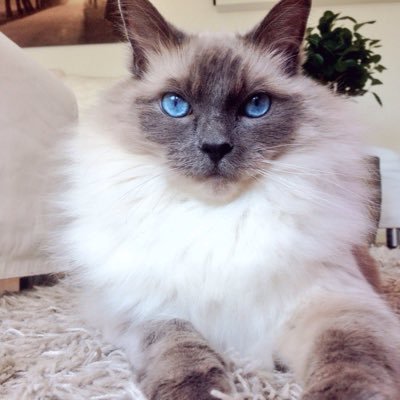 TheGizmoCat's profile picture. 2001 - 20 January 2018 sleep well my angel ❤️