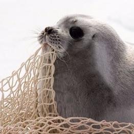 todotuma238's profile picture. トドのつまり→トドつまです。ポケモントレーナー兼、律子・アナスタシア(アーニャ)Ｐとしてプロデューサー業、ポケカ、他特撮とかアニメとかいろいろ。