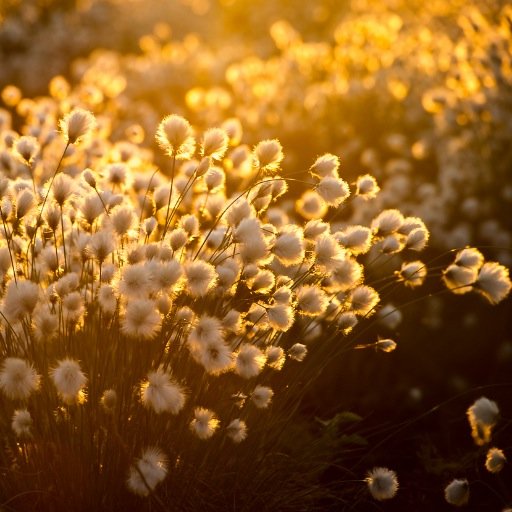 TYstavat's profile picture. alkoi #Talaskangas-valtionmaiden suojelusta 1986-94 Savon ja Kainuun rajalla. TY vahtii mm. #Laatumaa +#UPM-uhkia. Kerro myös omilla kuvillasi!