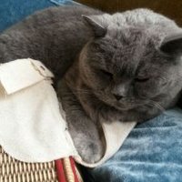 Simon Goldberg (@chiarasimon) 's Twitter Profile