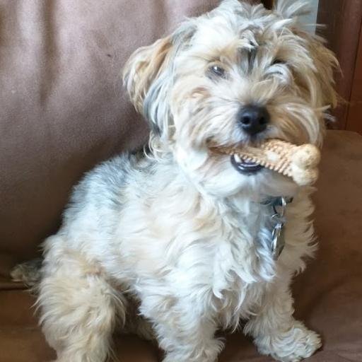 Yodithedog's profile picture. I'm a dog, woof woof