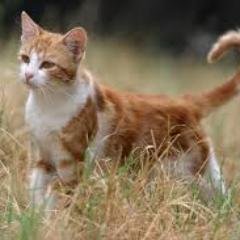 Lionpaw: 10 moons old,hyper ginger tabby tom. Mentor: @Slash_YourHeart. Lakeclaw: young, black and white shecat with green eyes.