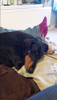 I am a professional dog walker, home boarder and pet carer. I love dogs!