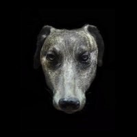 Animalia (@animalia_16) 's Twitter Profile Photo