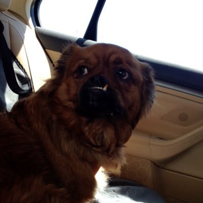 eqlaura_'s profile picture. I ride horses and love PTX. Scömìche is bæ.