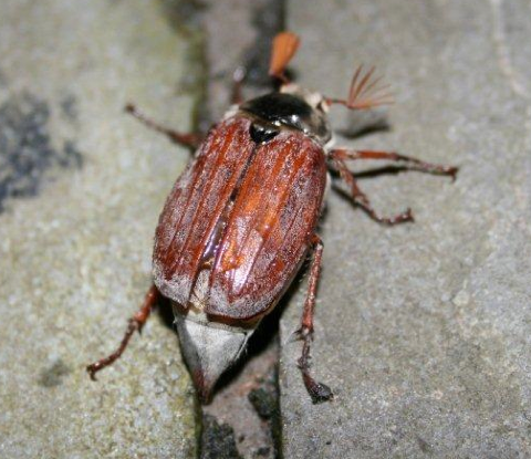 HowardBlackHawk's profile picture. Loves slugs, spiders and my 11 grand children ( not in that order ). Also a bit of forex trading. Bring on the slime!! For ever Workington Reds