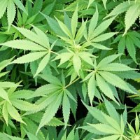 Good High Vibes (@goodhighvibes) 's Twitter Profile