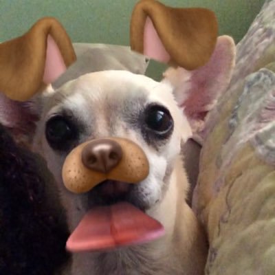I'm a sassy Latina chihuahua and I love me some cinnamon apple