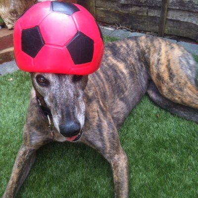 masterrahool1's profile picture. 