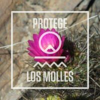 Protege Los Molles(@losmollespro) 's Twitter Profile Photo