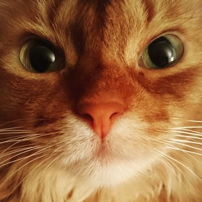 thefakeincabell's profile picture. Owned by the real Incabell
(she/her)