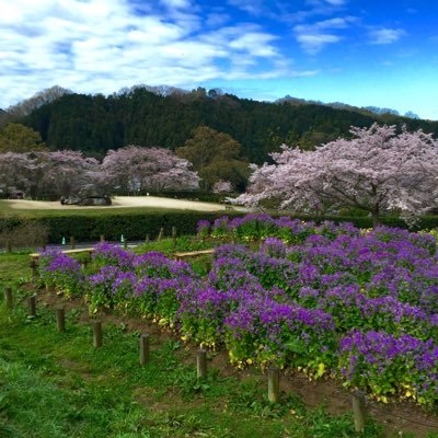 MisterBiba's profile picture. 