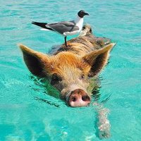 BONO (@alternative_q) 's Twitter Profile