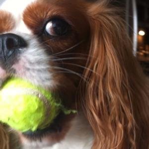 charlotte_kaur's profile picture. General Housekeeper