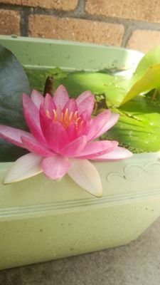 polypterus68's profile picture. 