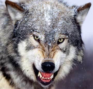 spydercothewolf's profile picture. 