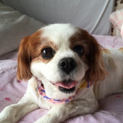 2006Asran's profile picture. プロフィール写真は 家の愛犬「はなちゃん」でっす♪よろしくちゅーす♪( ´θ`)ノ