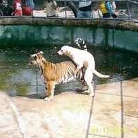 andres vernengo (@vernengo) 's Twitter Profile