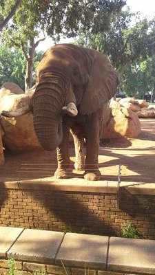 tzhepo_serogole's profile picture. 