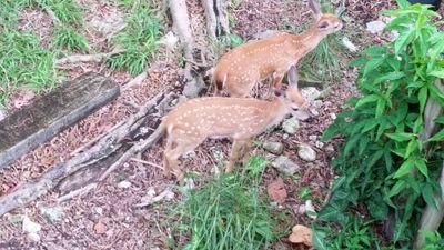 Coral reefs at sea, wild key deer, 30+ protected species live in peace & harmony on my island, the National Key Deer Refuge. #WOWvsTaiji Help Ever, Hurt Never.