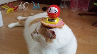 ねこ好きさん大好き❗
ゆずりん家族【保護猫】　　　　構成/🐹みかん、ゆず、りん、くろ、ちろ🐾🐾お父ちゃん（ハンサム）お母ちゃん(●^o^●)毎日20時YouTube動画upしています。ゆずりんTV❤️みてねん❤️登録⬇️⬇️ポォﾁﾖﾝ🐹🐾